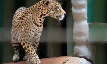 Zoológico de Cascavel atenderá de terça a domingo no período de férias escolares; medida passa a valer nesta sexta (7)