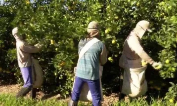 Falta de mão de obra na colheita de laranja atrai trabalhadores de outros estados para Paranavaí