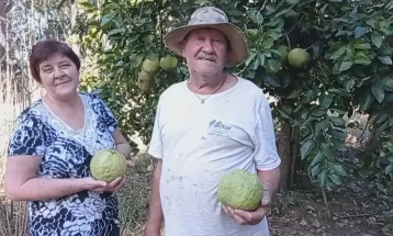 'Laranja gigante' com mais de 2 kg surpreende moradores de Mallet: 'Até 8 anos ela não floria'