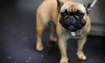 Os sinais que indicam que seu cachorro pode sofrer de ansiedade