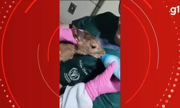 VÍDEO: Filhote de cervo é resgatado após ataque de cães em São Mateus do Sul