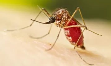 Foz do Iguaçu confirma a 20ª morte por dengue em 2023, de acordo com Vigilância Epidemiológica 