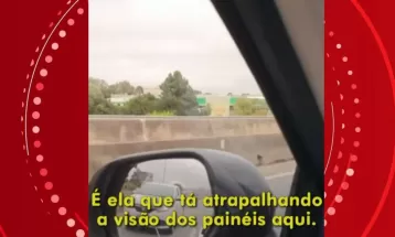 Áudios revelam diretores e donos de empresas de mídia ordenando cortes de árvores em Curitiba; ouça
