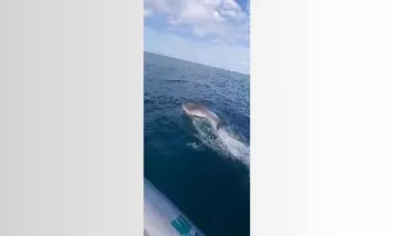 VÍDEO: Golfinhos são registrados brincando perto de embarcação no litoral do Paraná