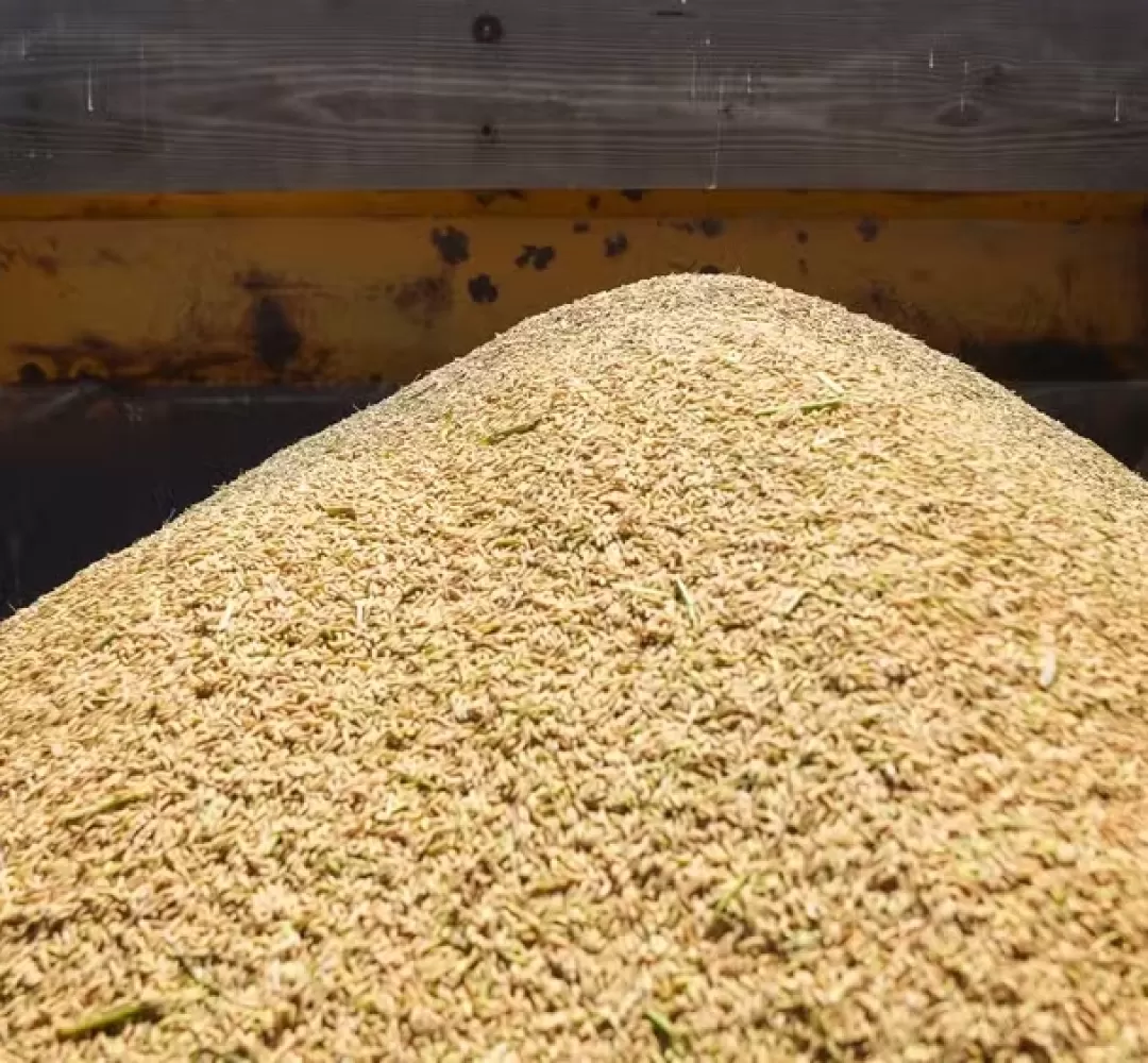 Tribunal suspende liminar que impedia leilão de arroz