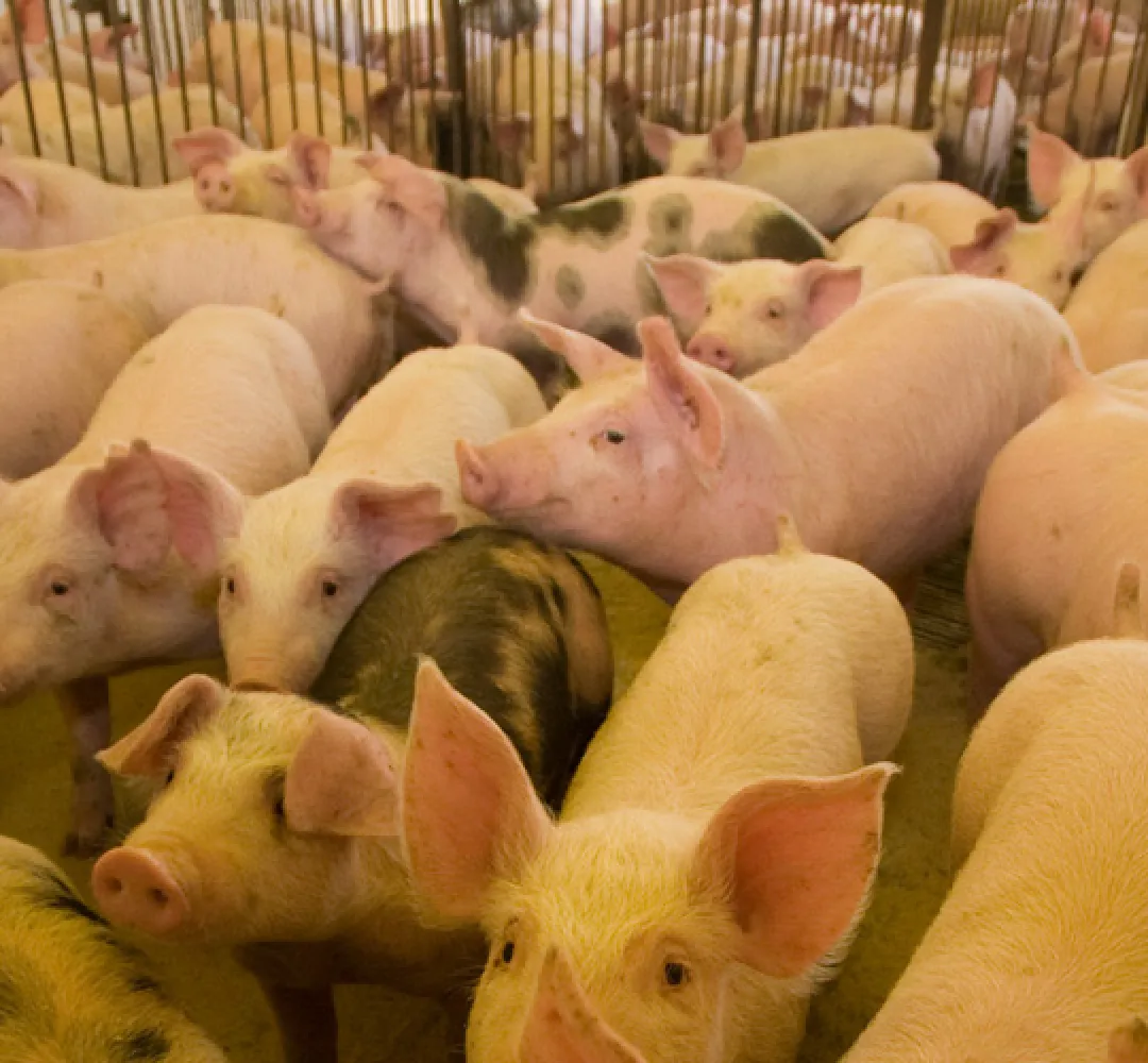 Suinocultura teve ano de recuperação, mas cenário é de cautela