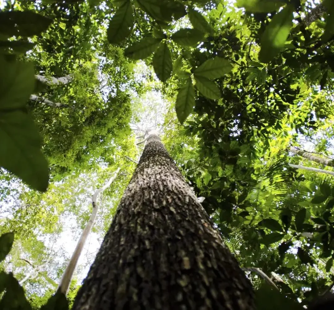 COP29 define financiamento climático de US$ 300 bilhões anuais até 2035, mas gera críticas