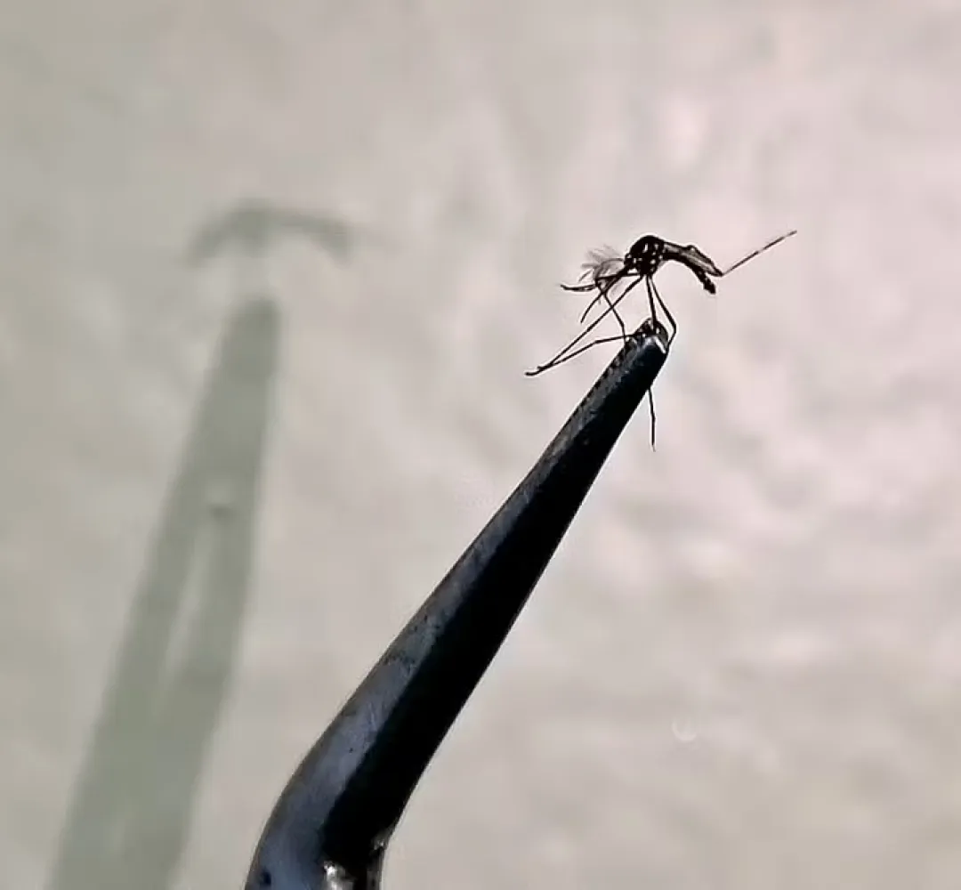 Cascavel emite alerta para casos de chikungunya após confirmação de oito casos