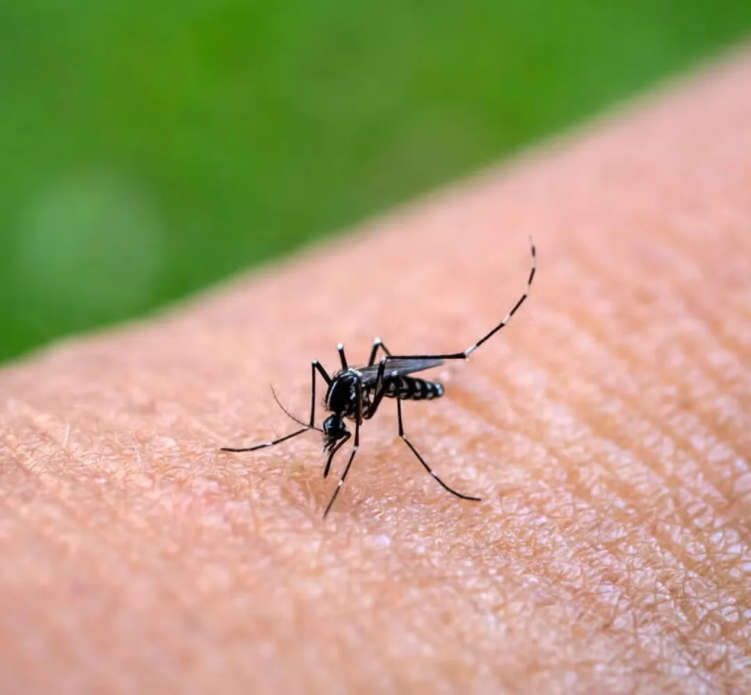 Secretaria de Saúde em alerta por casos de chikungunya em Cascavel