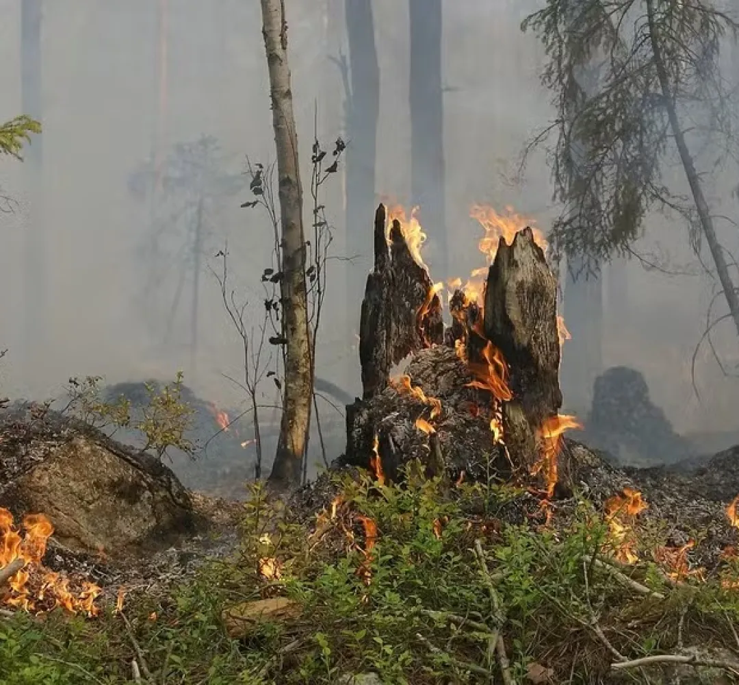 Brasil tem área queimada equivalente ao território da Itália