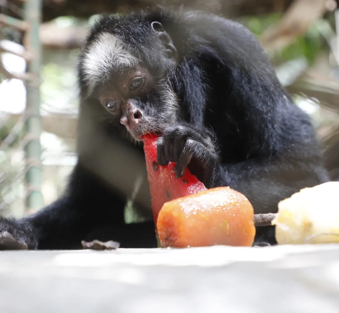 Zoológico de Cascavel adota cuidados especiais para manter bem-estar dos animais no calor intenso do verão