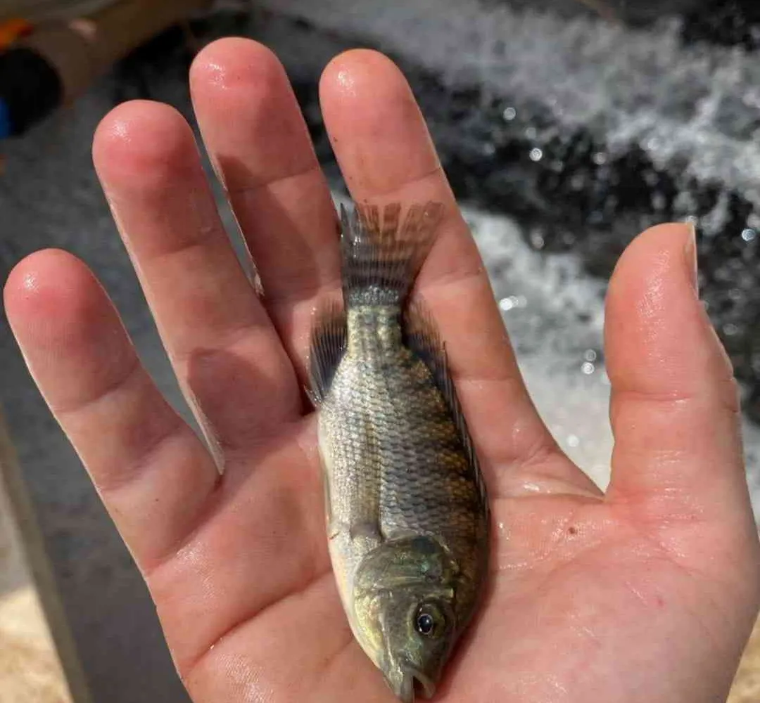 Coopavel apresenta embalagens inovadoras para cortes de peixes no Show Rural