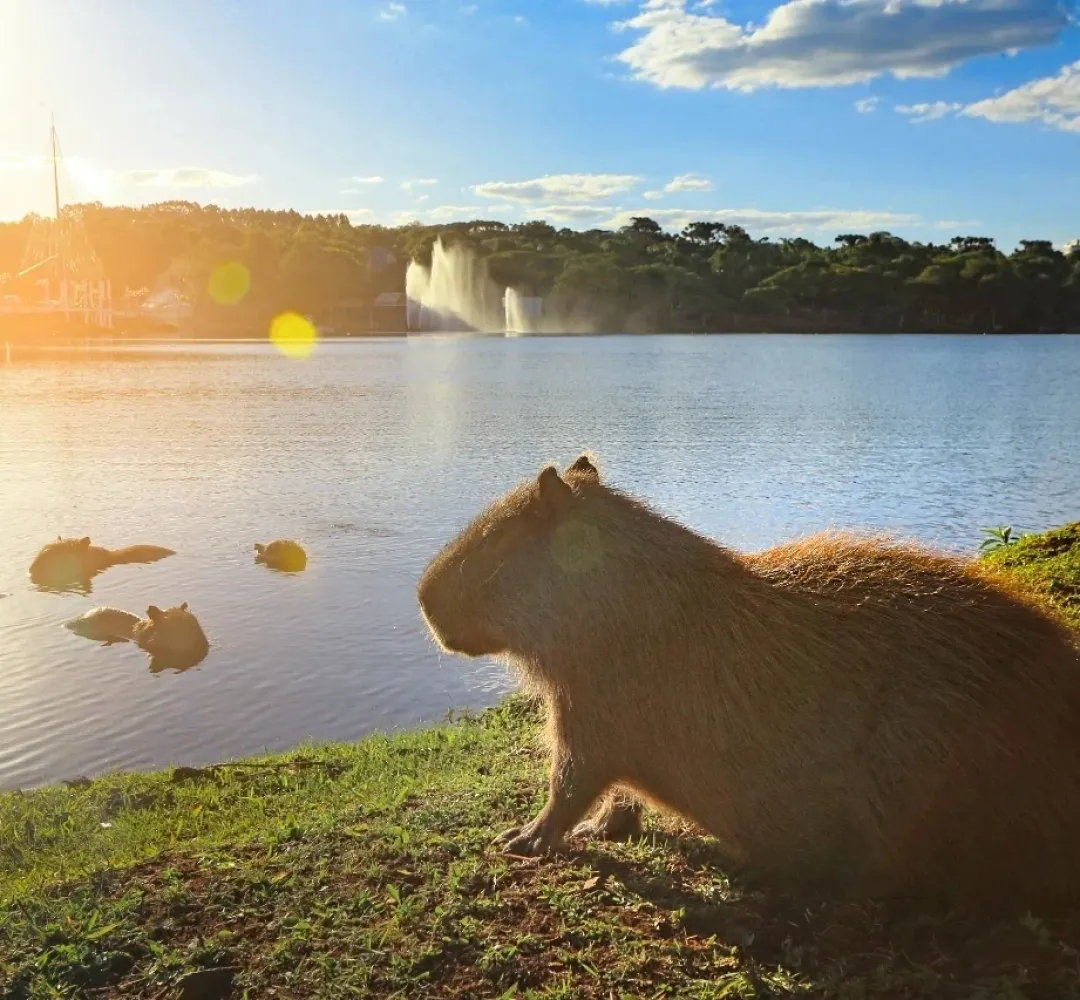 Semana começa com sol e calor em Cascavel; máxima chega a 31°C