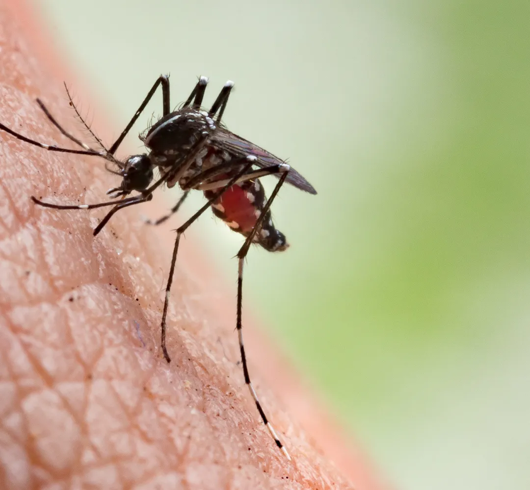 Febre chikungunya pode se tornar crônica em 50% dos casos e deixar sequelas
