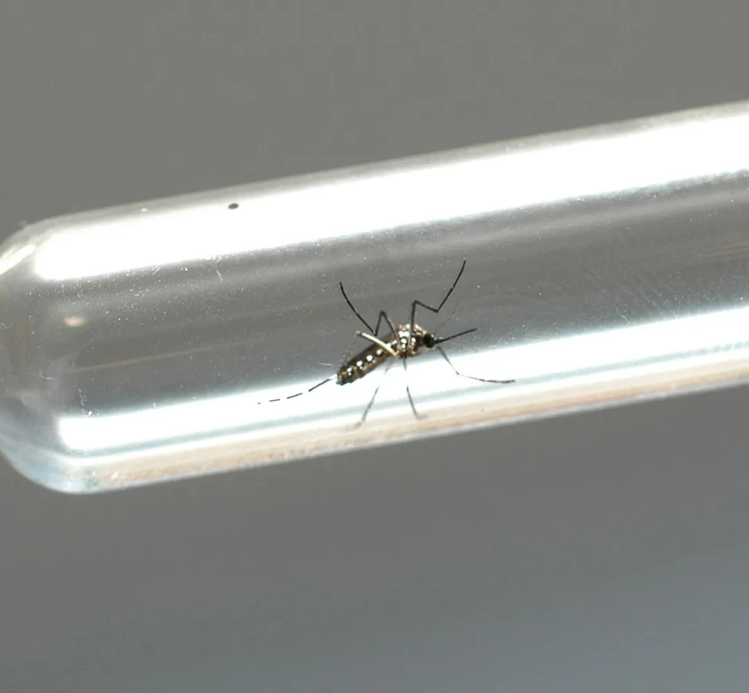 Boletim da Secretaria da Saúde confirma 2.313 novos casos de dengue no Paraná