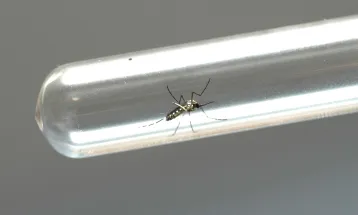 Boletim da Secretaria da Saúde confirma 2.313 novos casos de dengue no Paraná