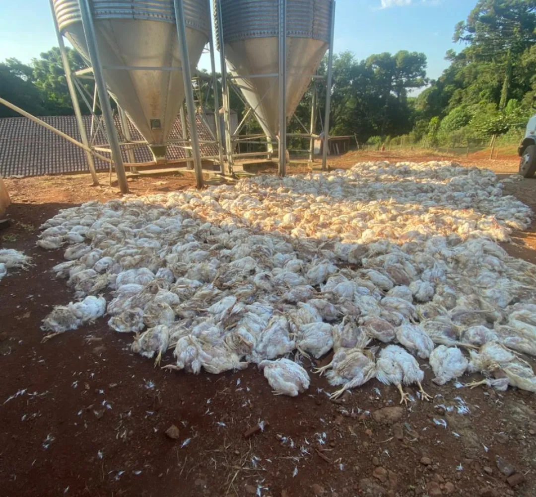 frangos mortos