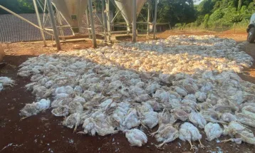 FAEP critica reajuste de 19% na tarifa da Copel e aponta prejuízos no campo