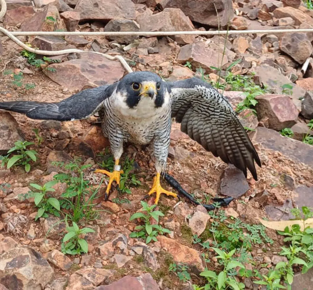Falcão