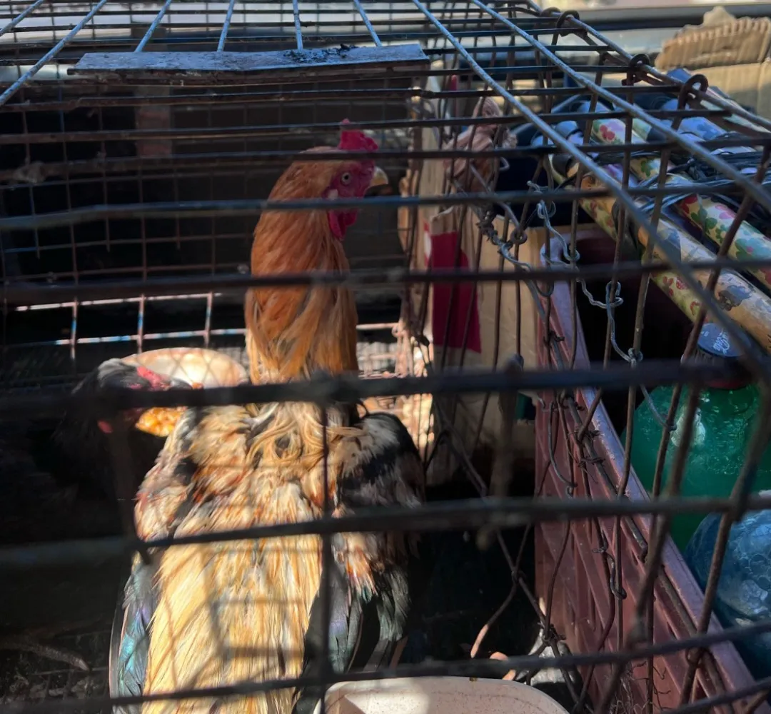 Galinhas disfarçavam o cheiro de entorpecente