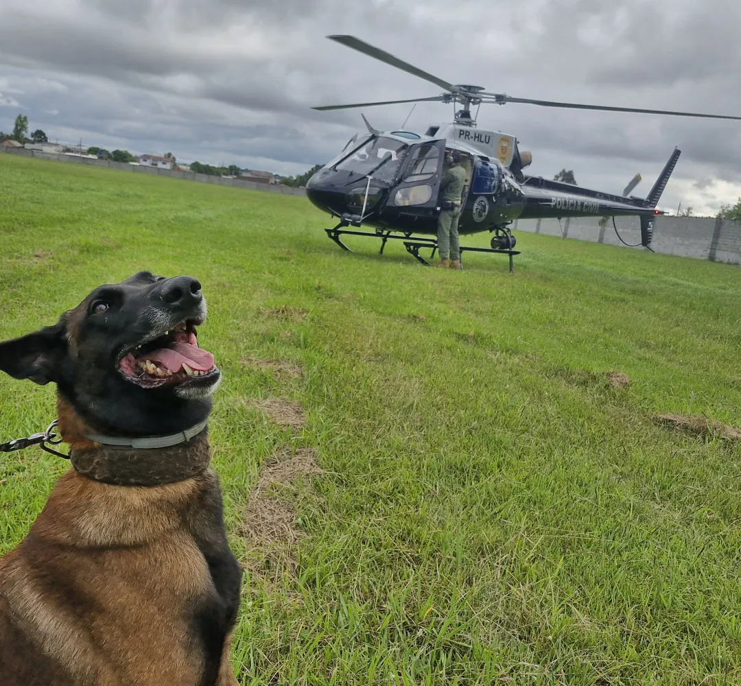 Treinamento cães Polícia Civil