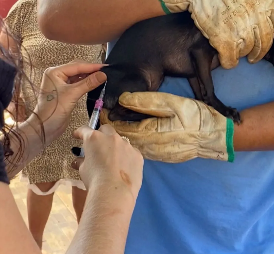cão vacina