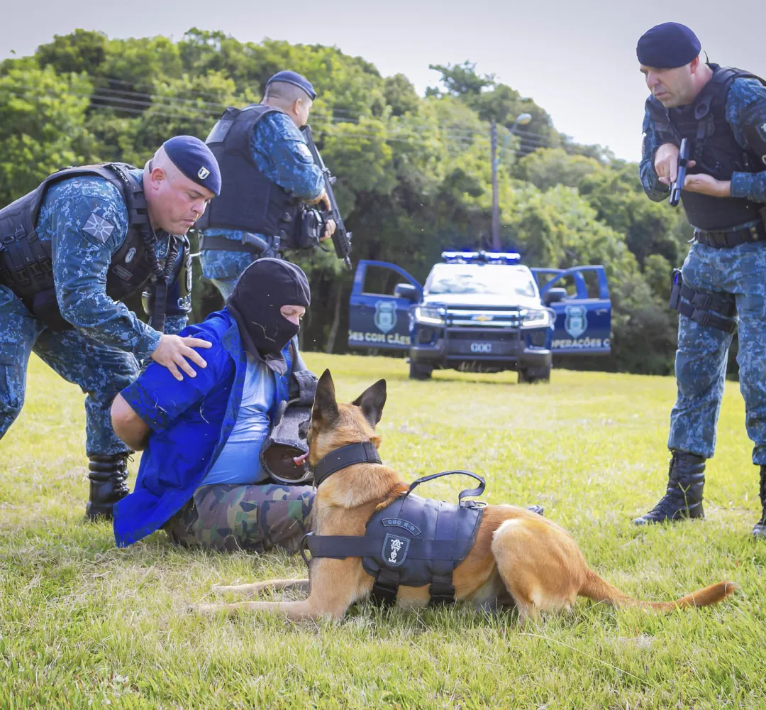 cães curitiba gm