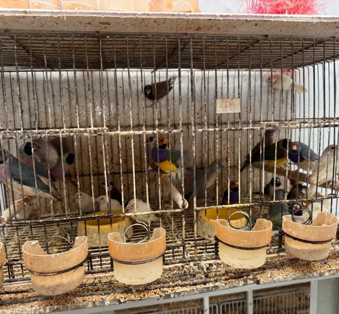 aves apreendidas