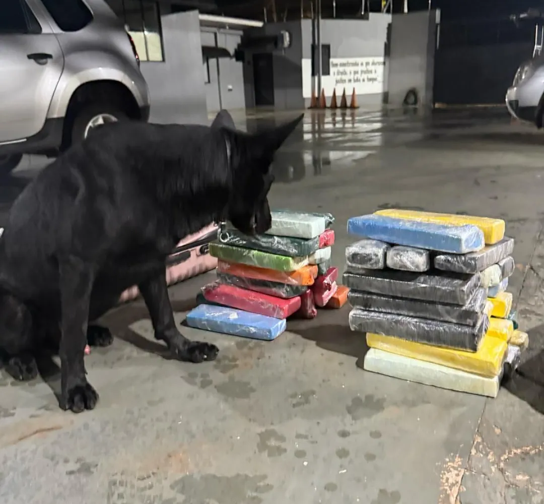 cão farejador
