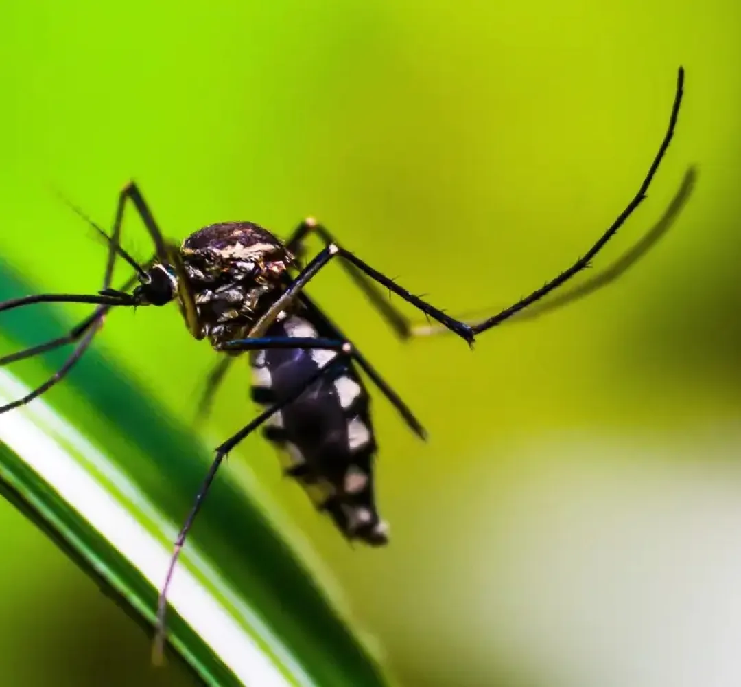 Aedes, dengue