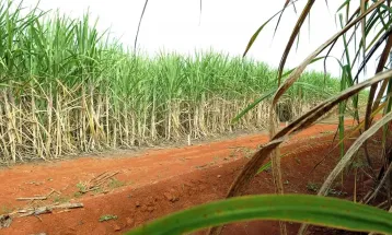 Brasil terá segunda maior safra de cana, segundo estimativa da Conab