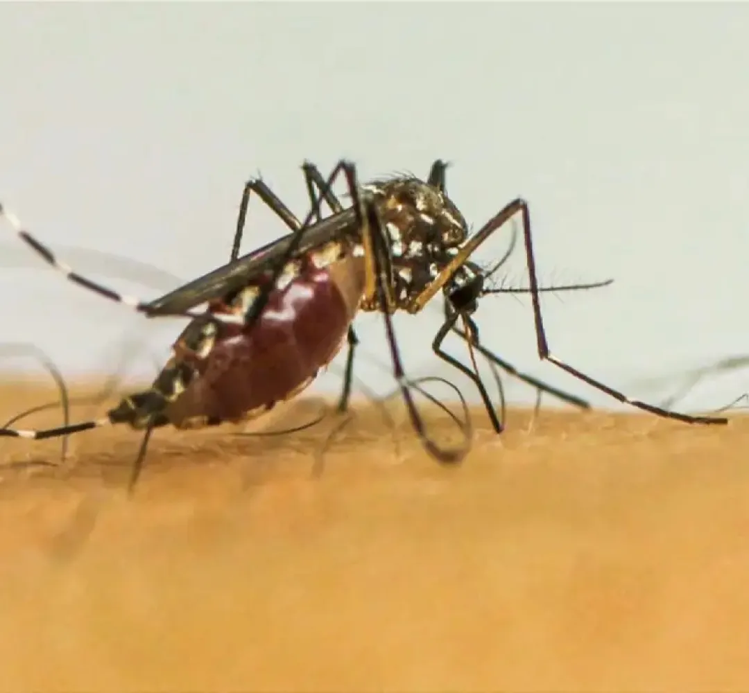 Dengue