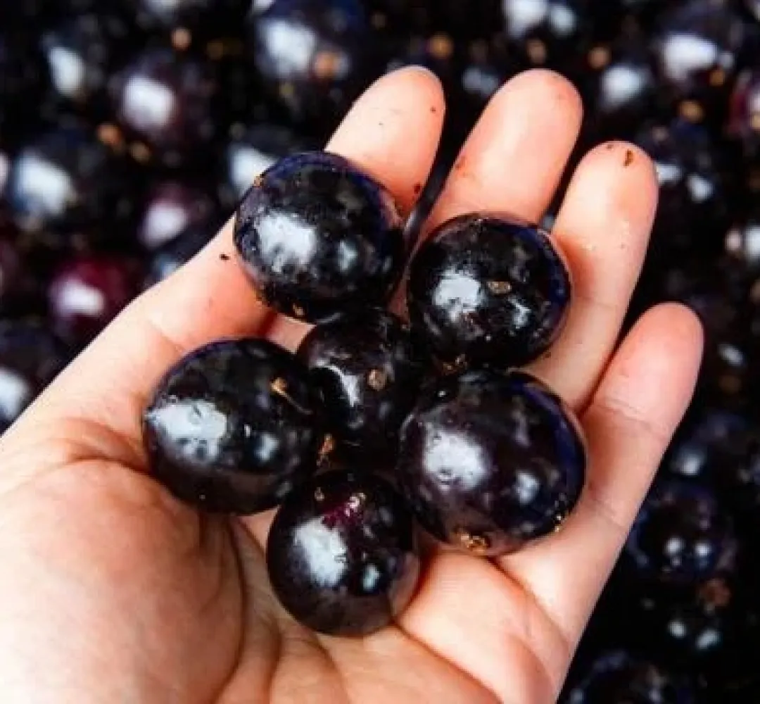 jubuticaba