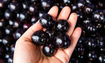 A potência da casca da jabuticaba no tratamento de várias doenças
