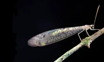 Amazônias desconhecidas: o desafio de estudar os insetos muito acima do solo