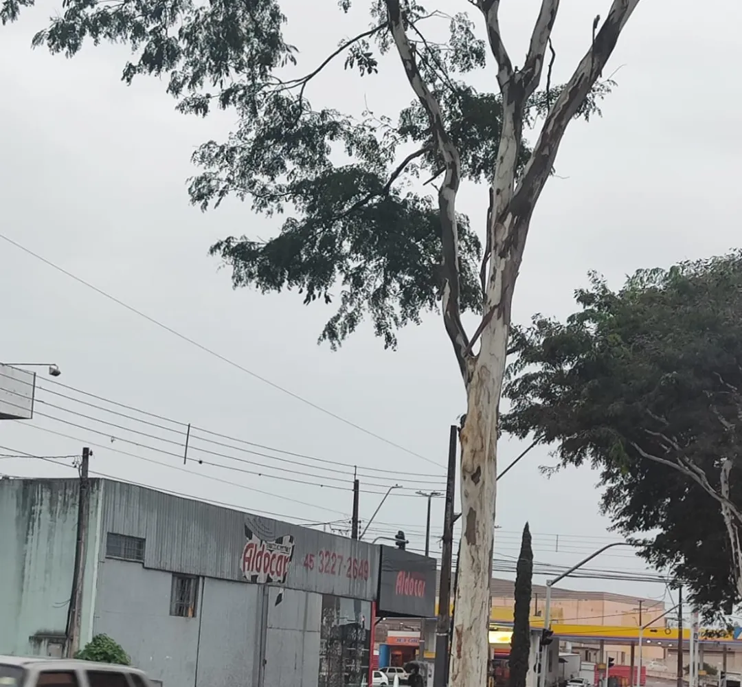 Previsão do tempo
