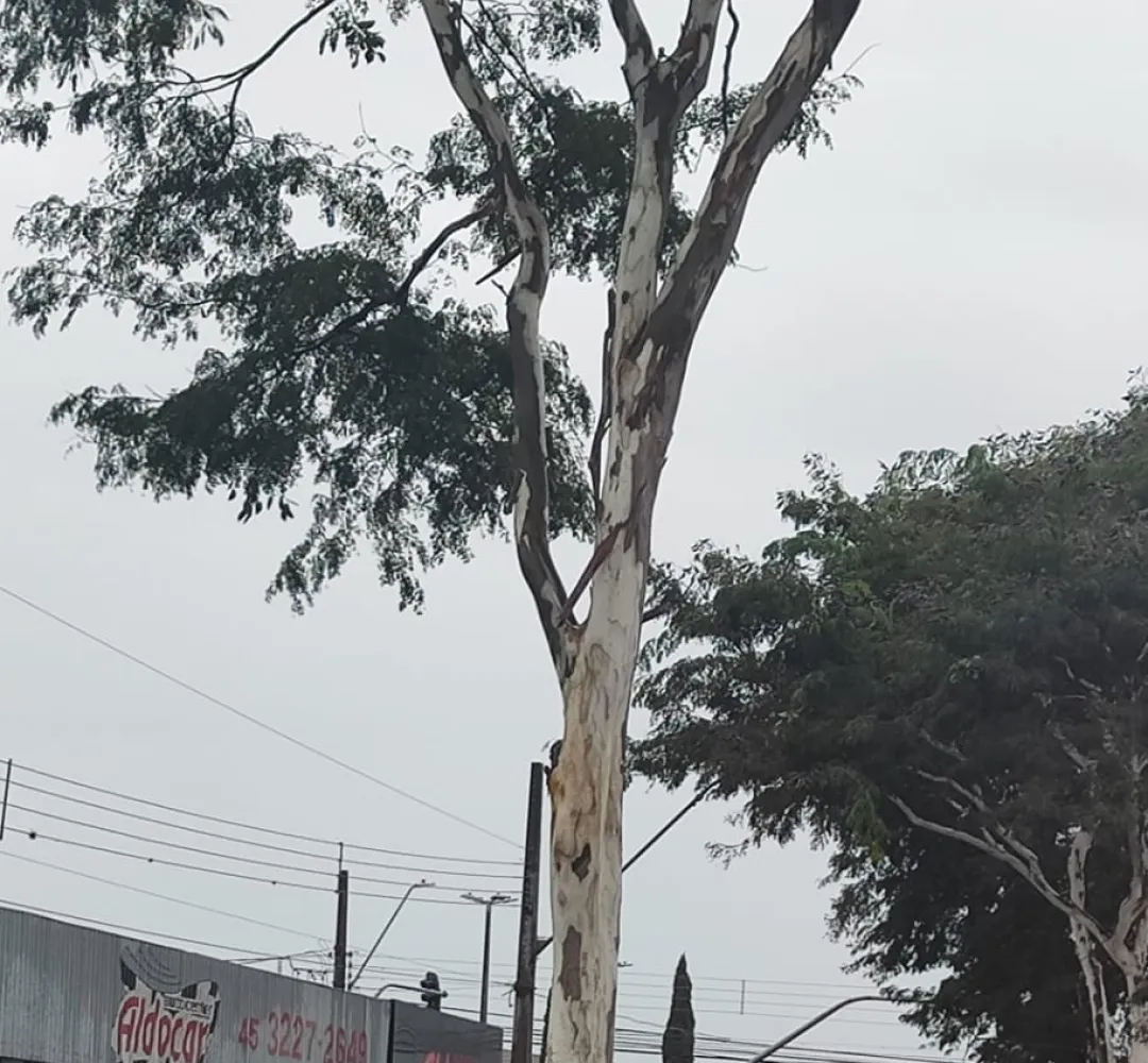 Previsão do tempo