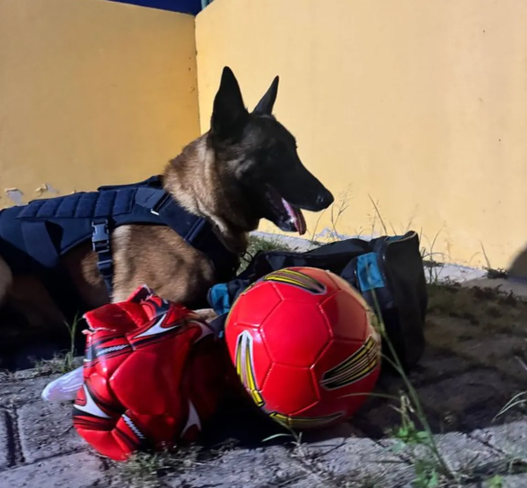 Cachorro