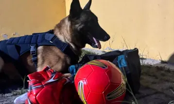 Messi, cão farejador da PRF, localiza drogas escondidas em bolas de futebol