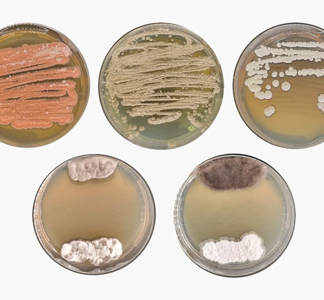 Actinobactérias são prolíficas produtora
