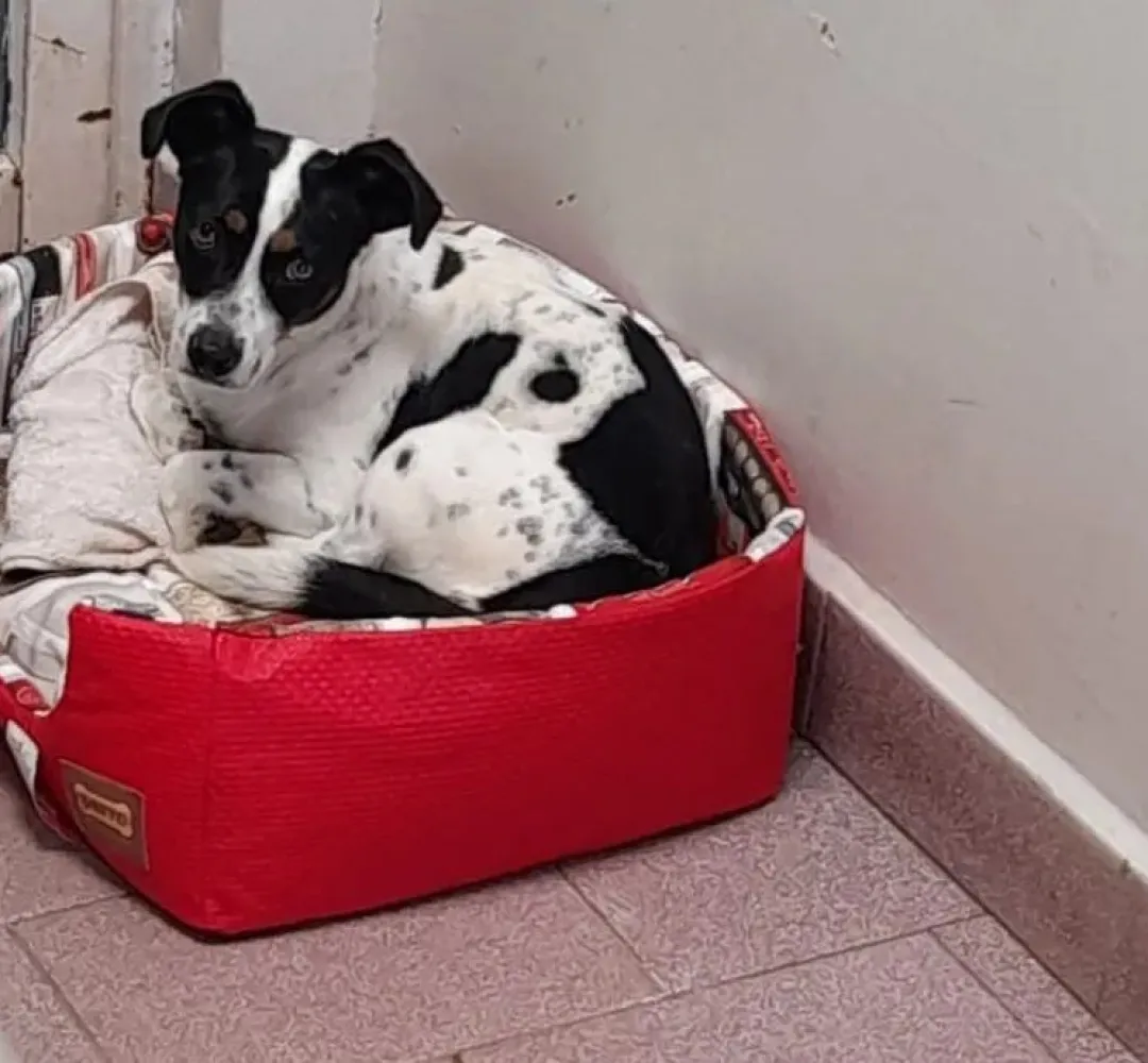 Tokinho, cão agredido