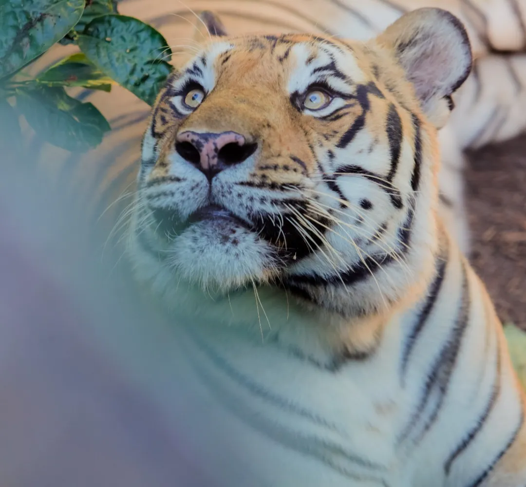 zoo cascavel
