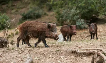 Entidade aciona STF contra lei que autoriza abate de javalis em SC