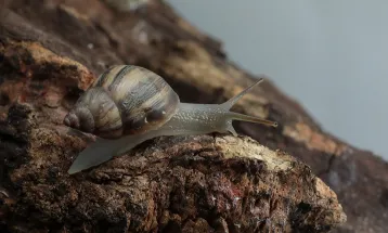 Espécie de caracol "esquecida" pela ciência tem presença ampla no Brasil
