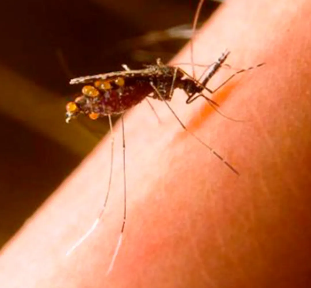 Mosquitos do gênero Anopheles transmitem