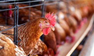FAO: caso de gripe aviária no Brasil marca nova etapa do vírus