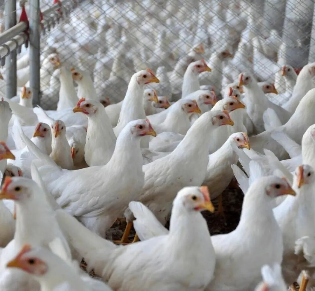 frango