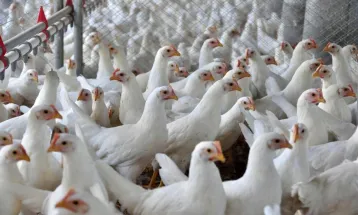Paraná eleva exportações de carne de peru e fatura US$ 22,6 milhões no quadrimestre