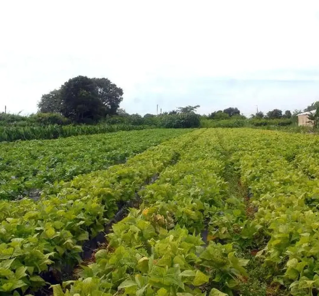 agricultura
