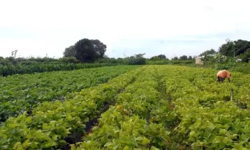 Licenciamento ambiental no Paraná tem regras simplificadas para atividades agropecuárias